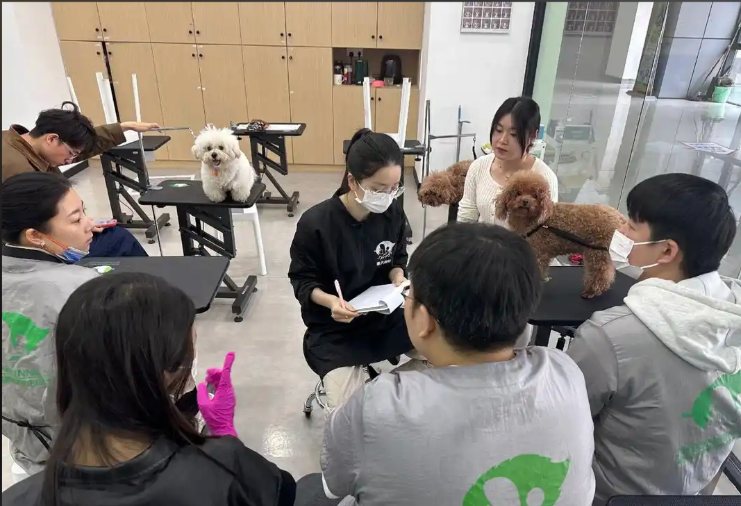 玉溪市宠物美容师宠物美容培训学校 - 哪里好